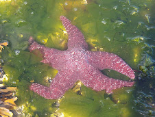 Starfish of A Purple Hue