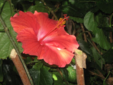 A hibiscus in the tropical area at the aquarium