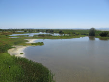 A view from the tower at George Reiffel Bird Sanctuary