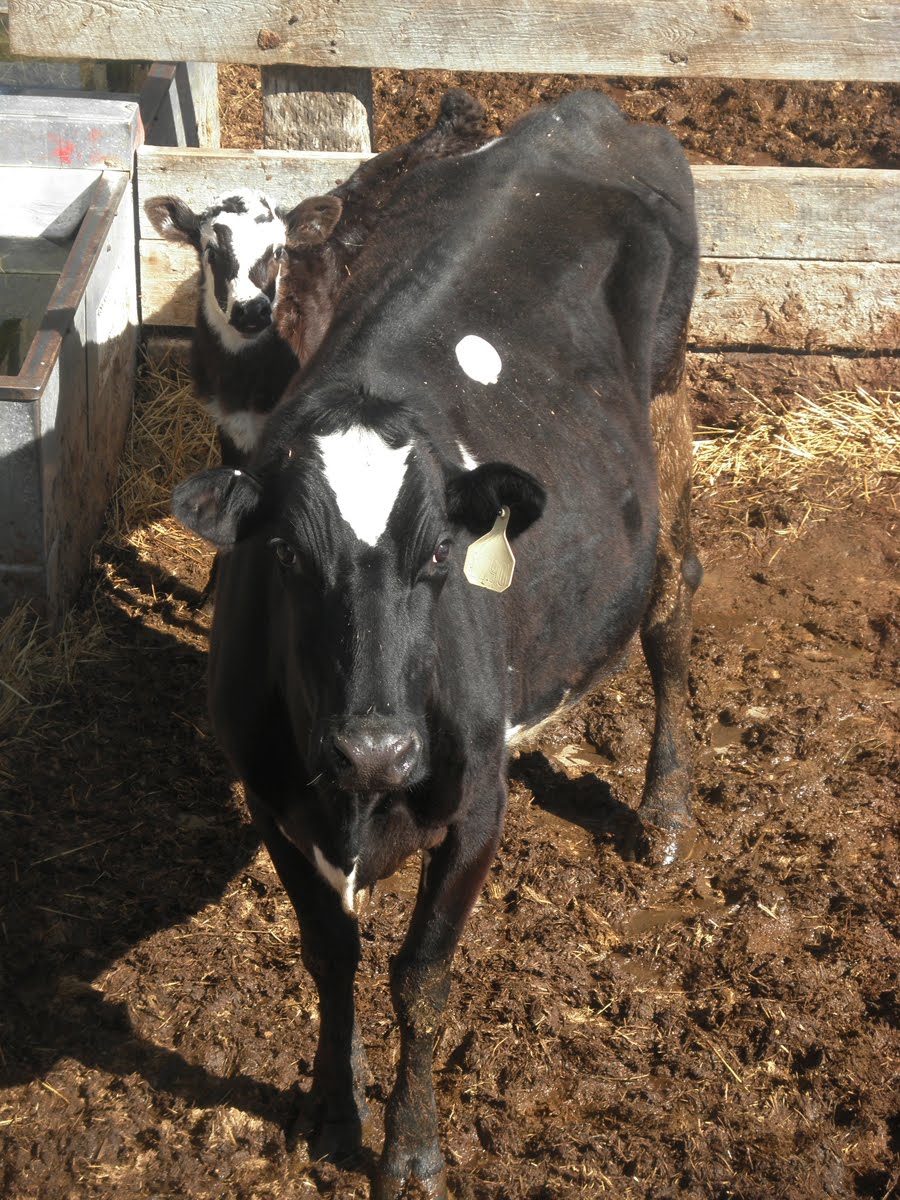 This Just In Ogallala Livestock Barn Kathy's Kafe