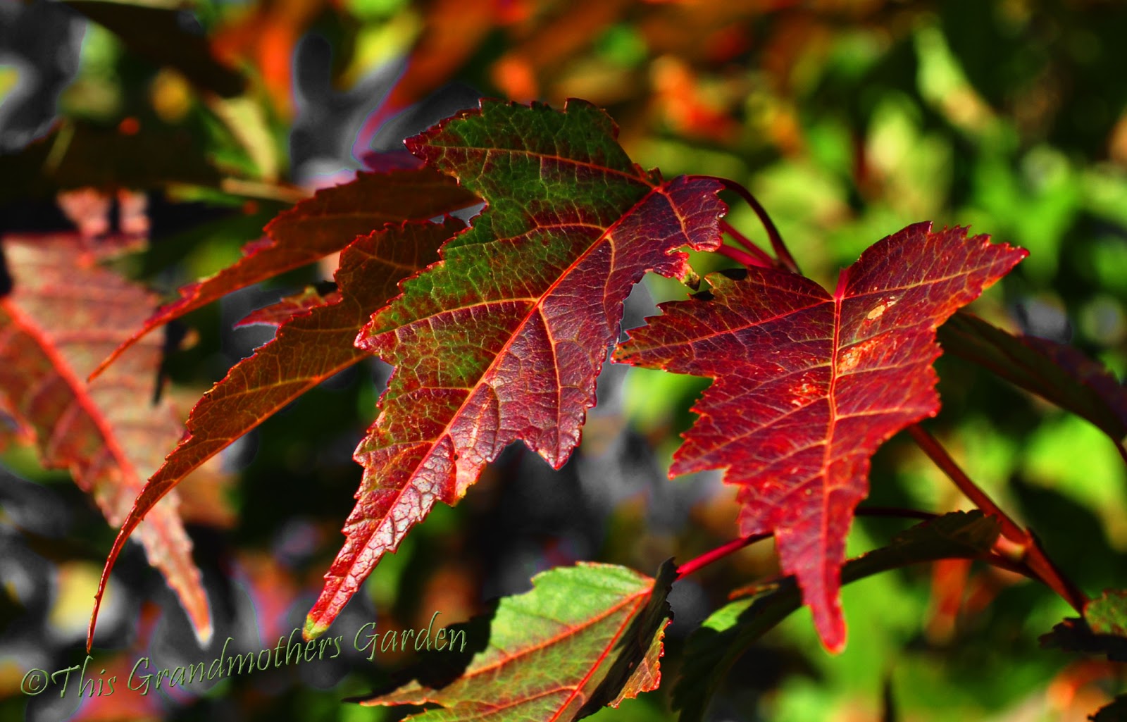 This Grandmother's Garden: Time to Pause and Look Back...
