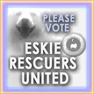 PLEASE VOTE!  Shelter:  Eskie; State: CT