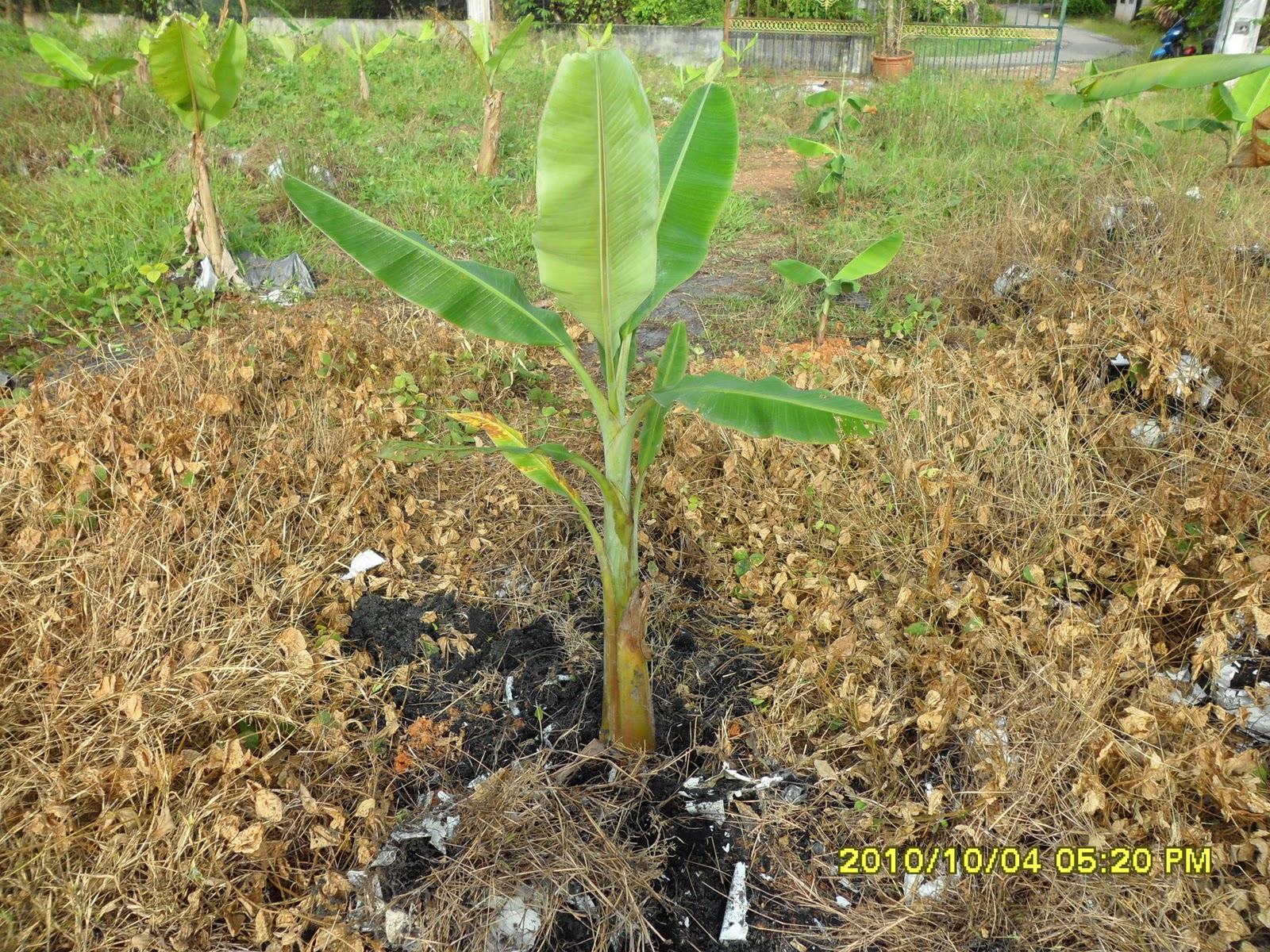 Cili Pendang: Anak Pisang Nangka di Cili Pendang