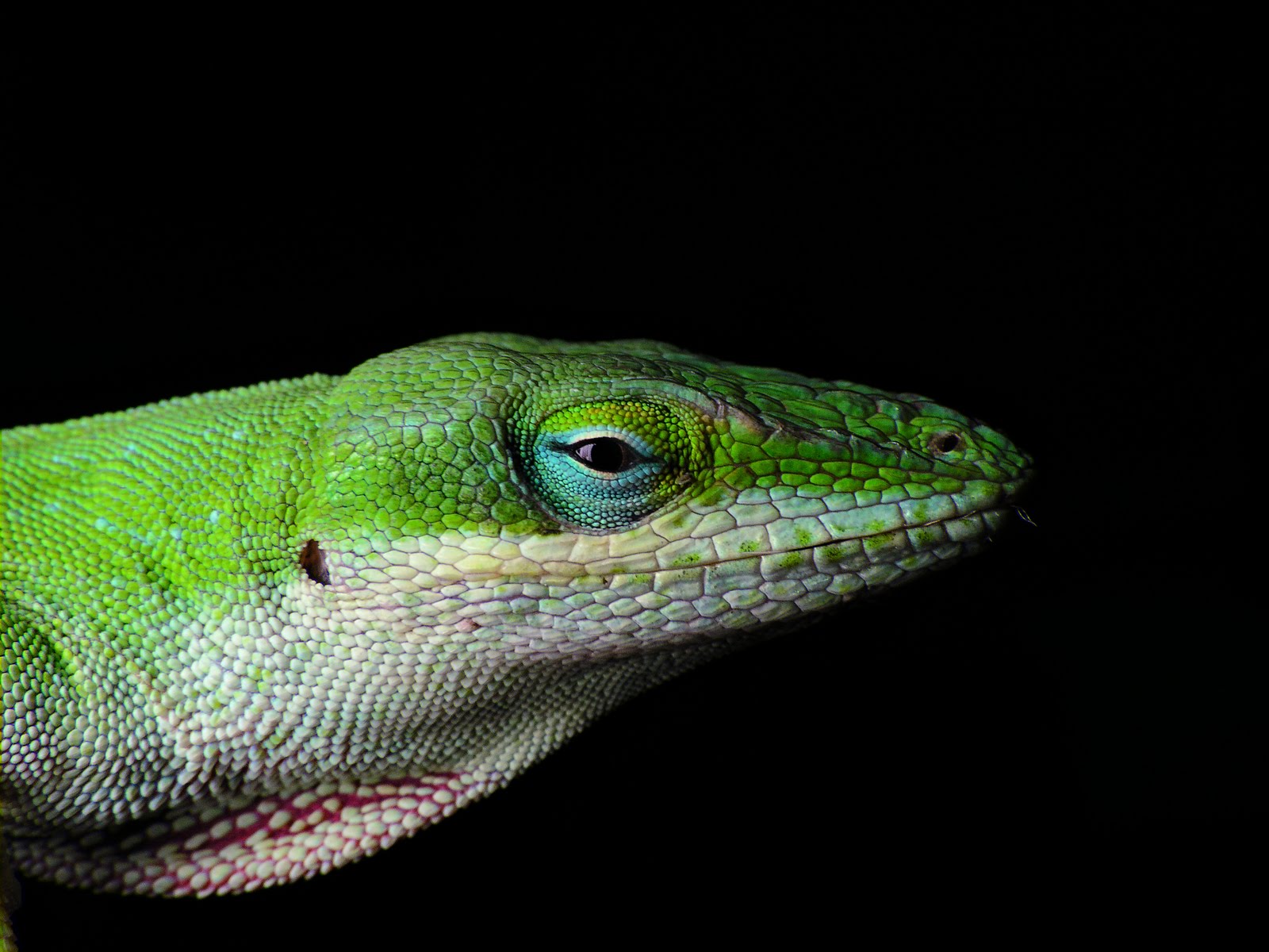 lizard_pets_bearded_dragon_9.jpg