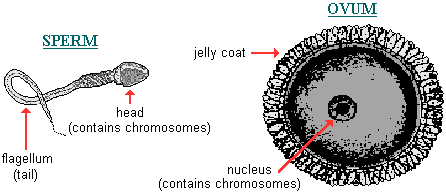 Sex Cells In Humans 89