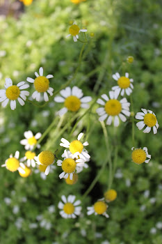 CHAMOMILE FOR TEA