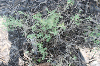 Extremely dry thyme plant