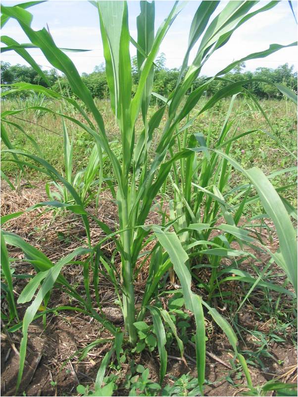 TERNAK RUMINANSIA: Hijauan Pakan Ternak