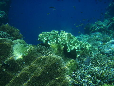 [corals+sipadan.JPG]