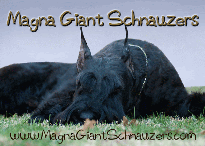 Magna Giant Schnauzers
