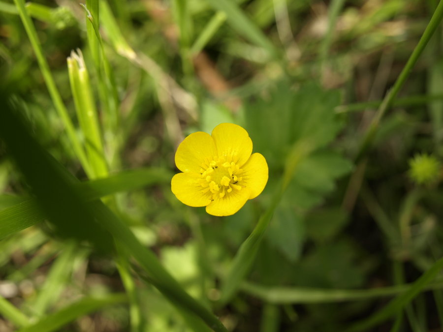 [little_sun_by_mbamboo.jpg]