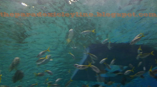 Fishes in Manila Ocean Park