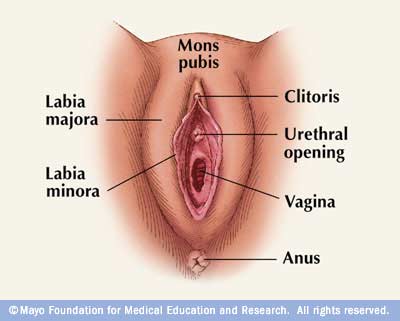 vulva.jpg