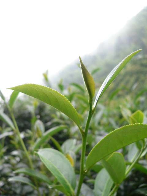 [Oolong+spring+2006+084.jpg]