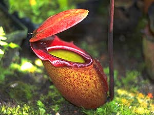 [nepenthes.jpg]