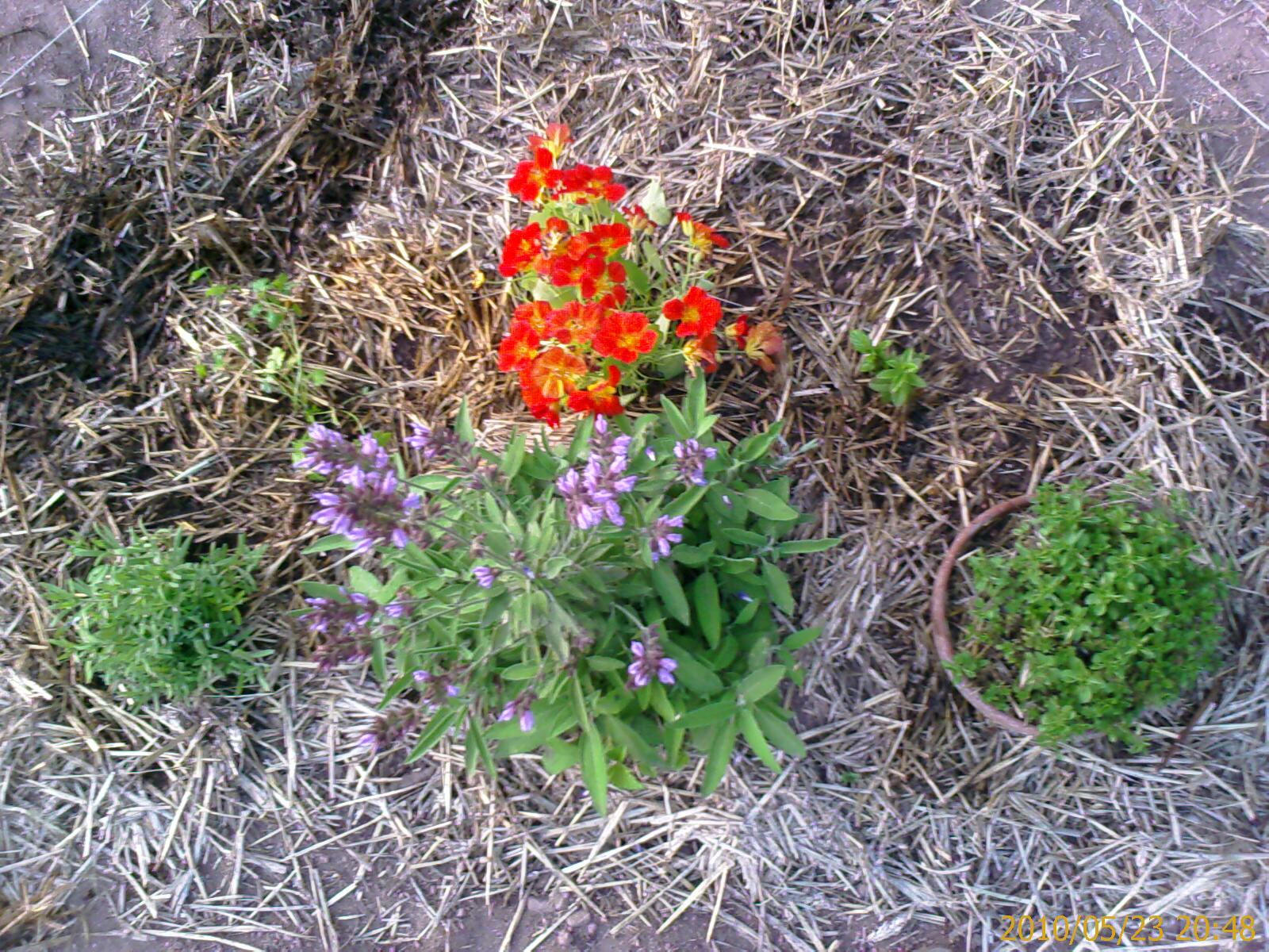 Nuestro Huerto-Jardín: ♣ Flores y hierbas aromáticas en el huerto