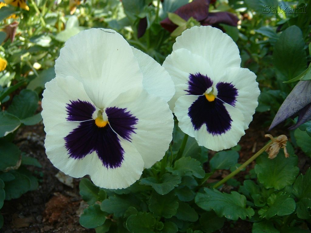 [BXK13502_amor-perfeito-branco800.jpg]