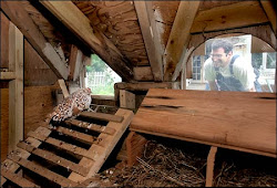 inside chickens chicken coop coops decorate someday trendy seattle would into poultry classes build pack dreams course something want intelligencer