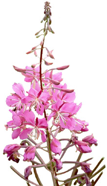 fireweed -the most non-whiney flower around