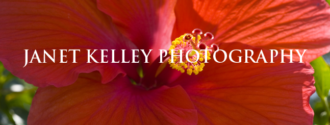 JANET KELLEY PHOTOGRAPHY