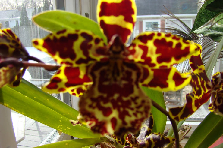 My Carmella Orchid