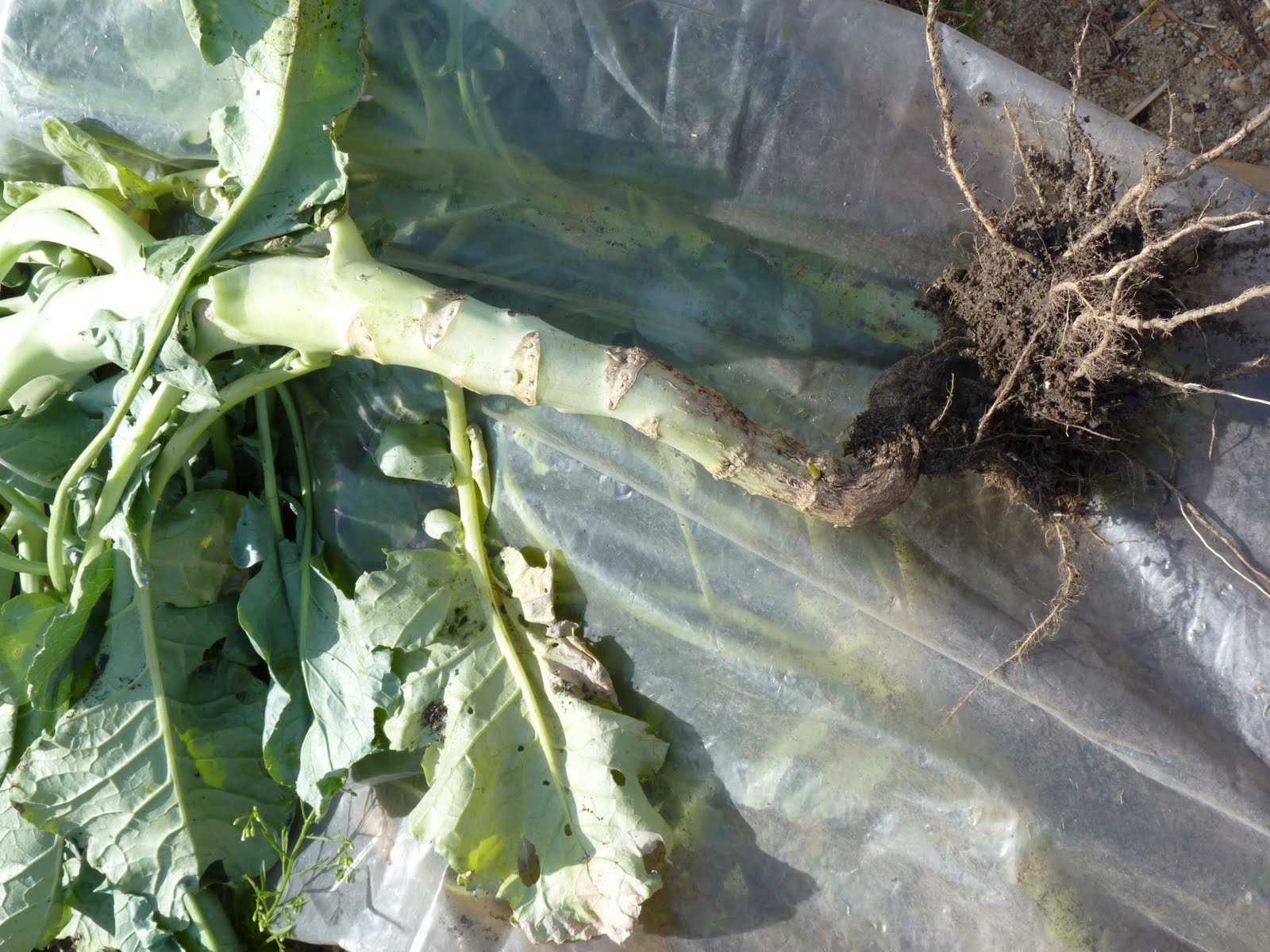 garden by the sea August 2010