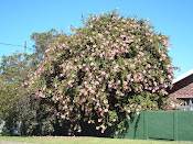 Hibiscus tree