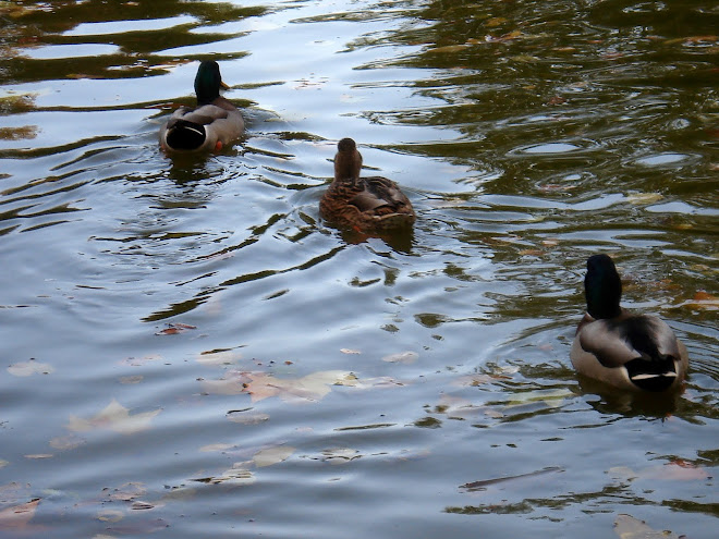 Ménage à trois ... a possibility...