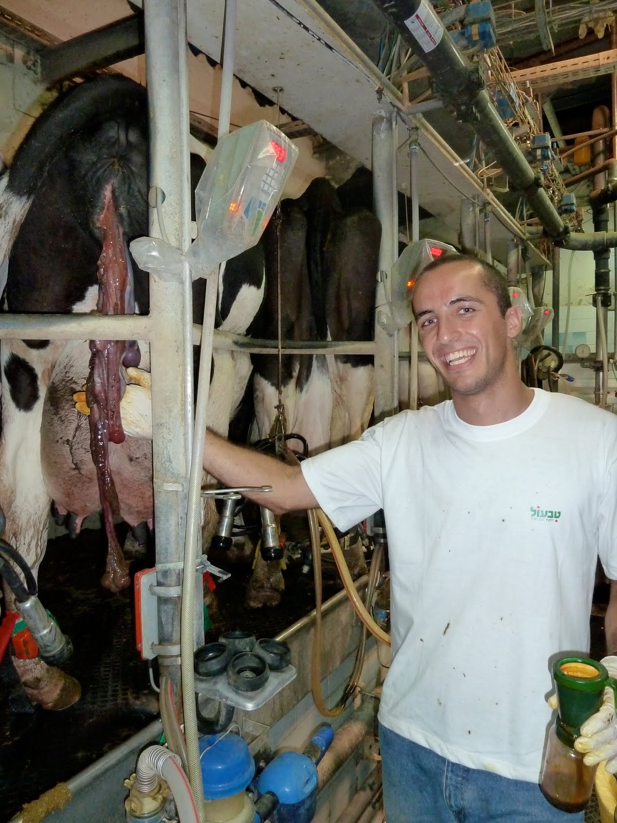 Basar Tari My experiences in Israel and the IDF More Cows, Lishkat