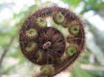 unrolling fern