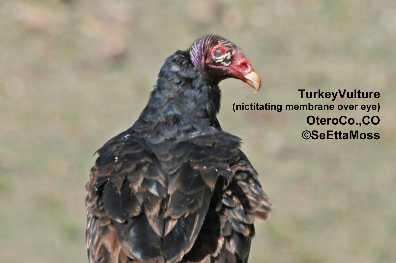 Birds and Nature: Turkey Vulture-too close for visual comfort