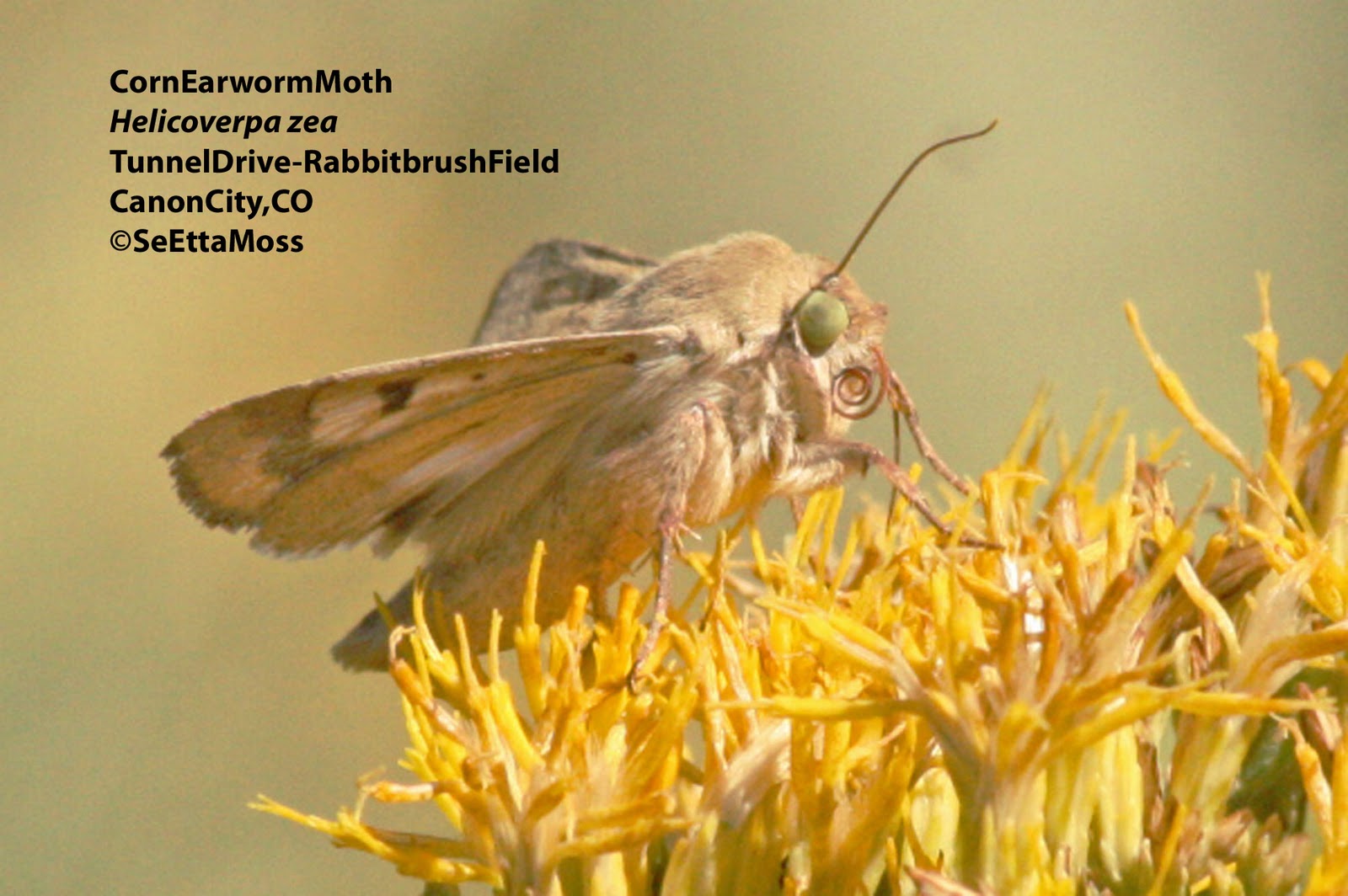 Corn Earwormcool looking Moth