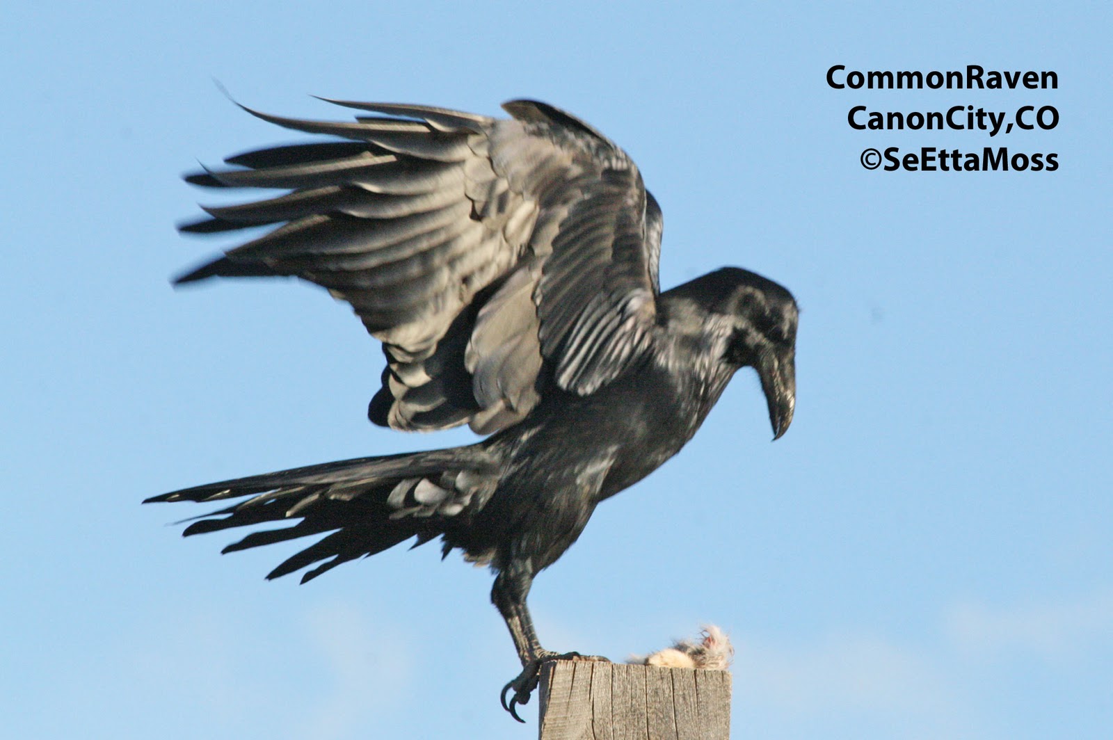More Common Raven and rabbit dinner
