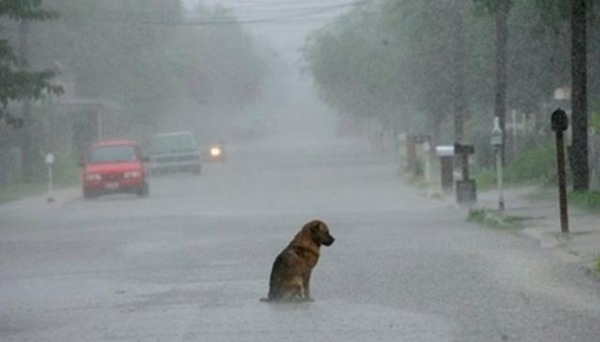 Perro%2Babandonado%2Bbajo%2Bla%2Blluvia.jpg
