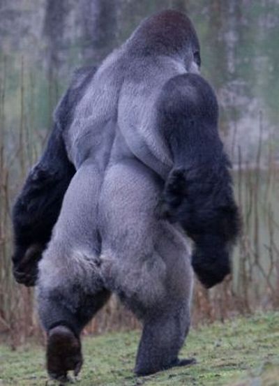 gorilla_03.jpg
