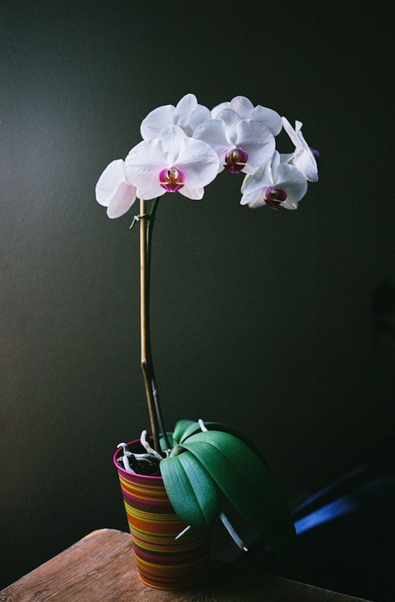 [Orchid.jpg]