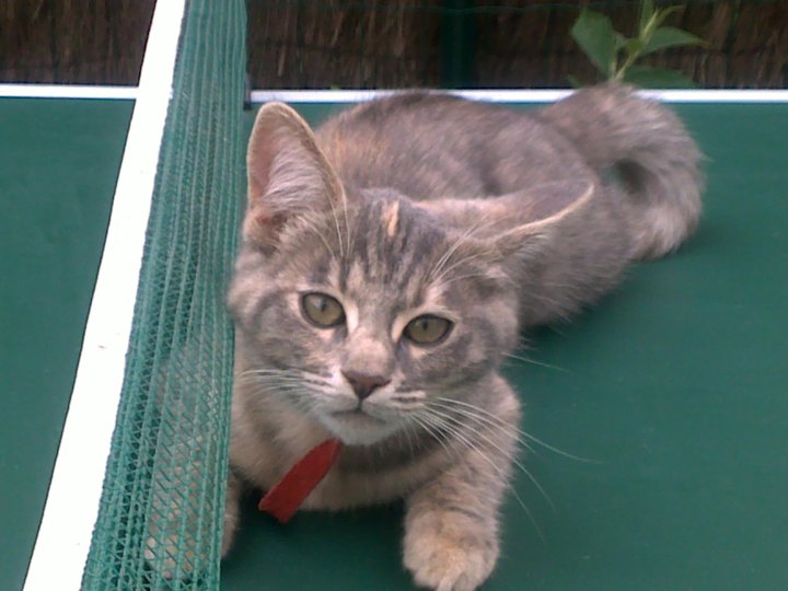 Kates Playground Hardcore Movies