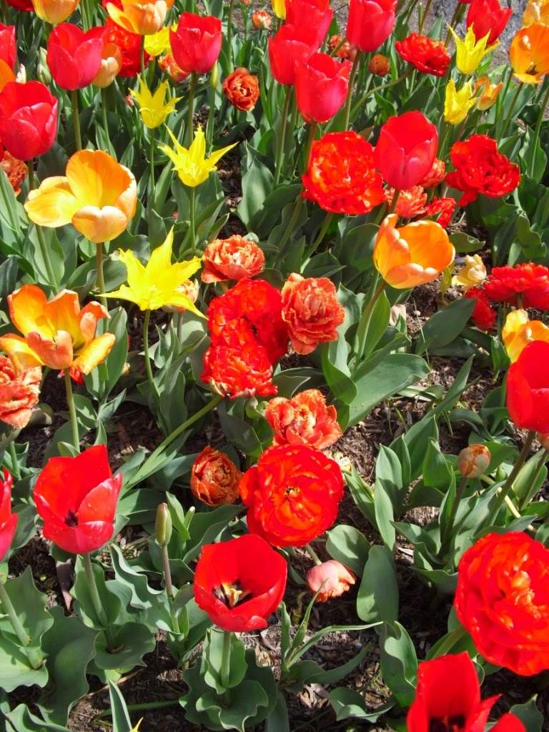 Life Among the Leaves Field Trip Chicago Botanic Gardens 4/28/10, Part 2