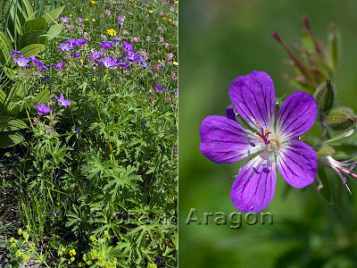 23 種類のゼラニウム - Geranium sylvaticum L.