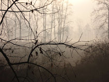 Nebbie in Valle Ticino