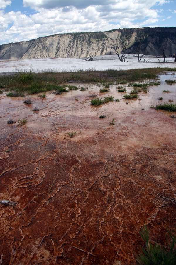 Mammoth Springs sulfur pool