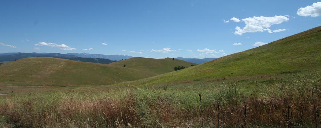 grasslands