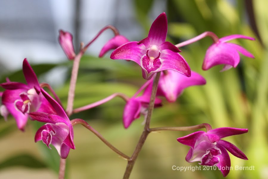 [Orchid+-+Dendrobium+Kingianum.jpg]