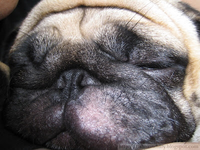 Sleeping Pug