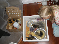 Baby Chicks Arrive!!!