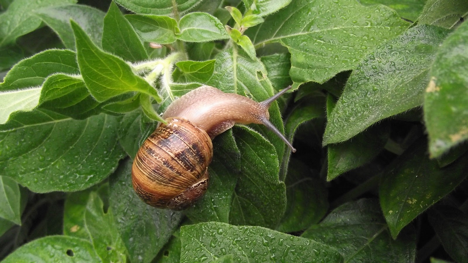 My Cape Garden More Snails