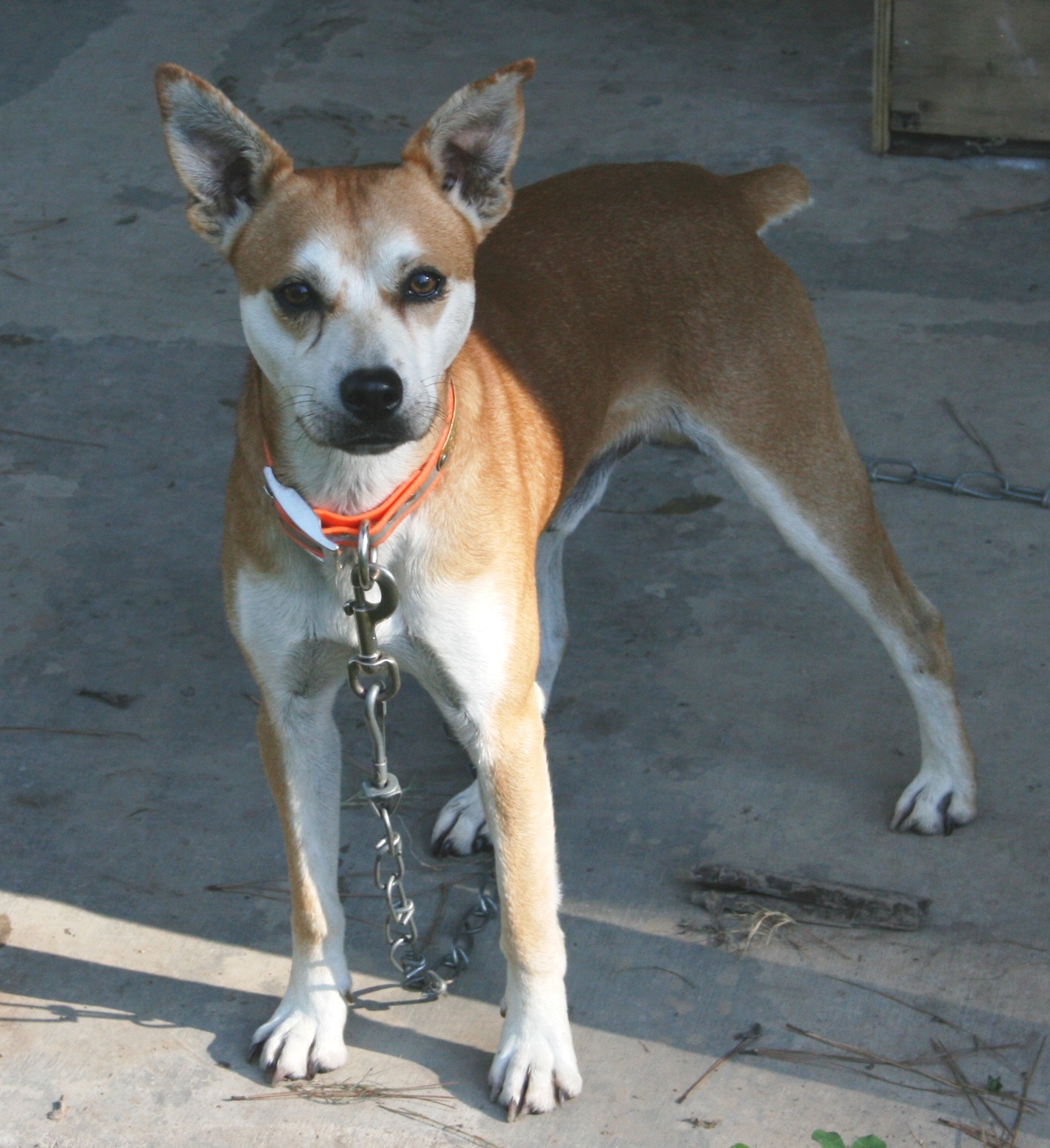 Feist Squirrel Dog For Sale Photos All