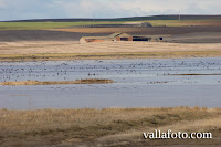 Lagunas de Villafáfila