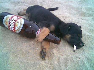 cães bebados