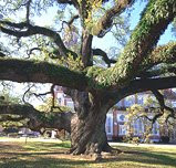Mighty Oak - St John's Cathedral